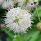 Buttonbush, Cephalanthus occidentalis