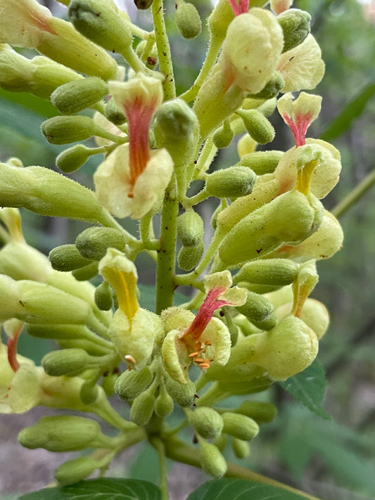 Painted Buckeye, Aesculus sylvatica