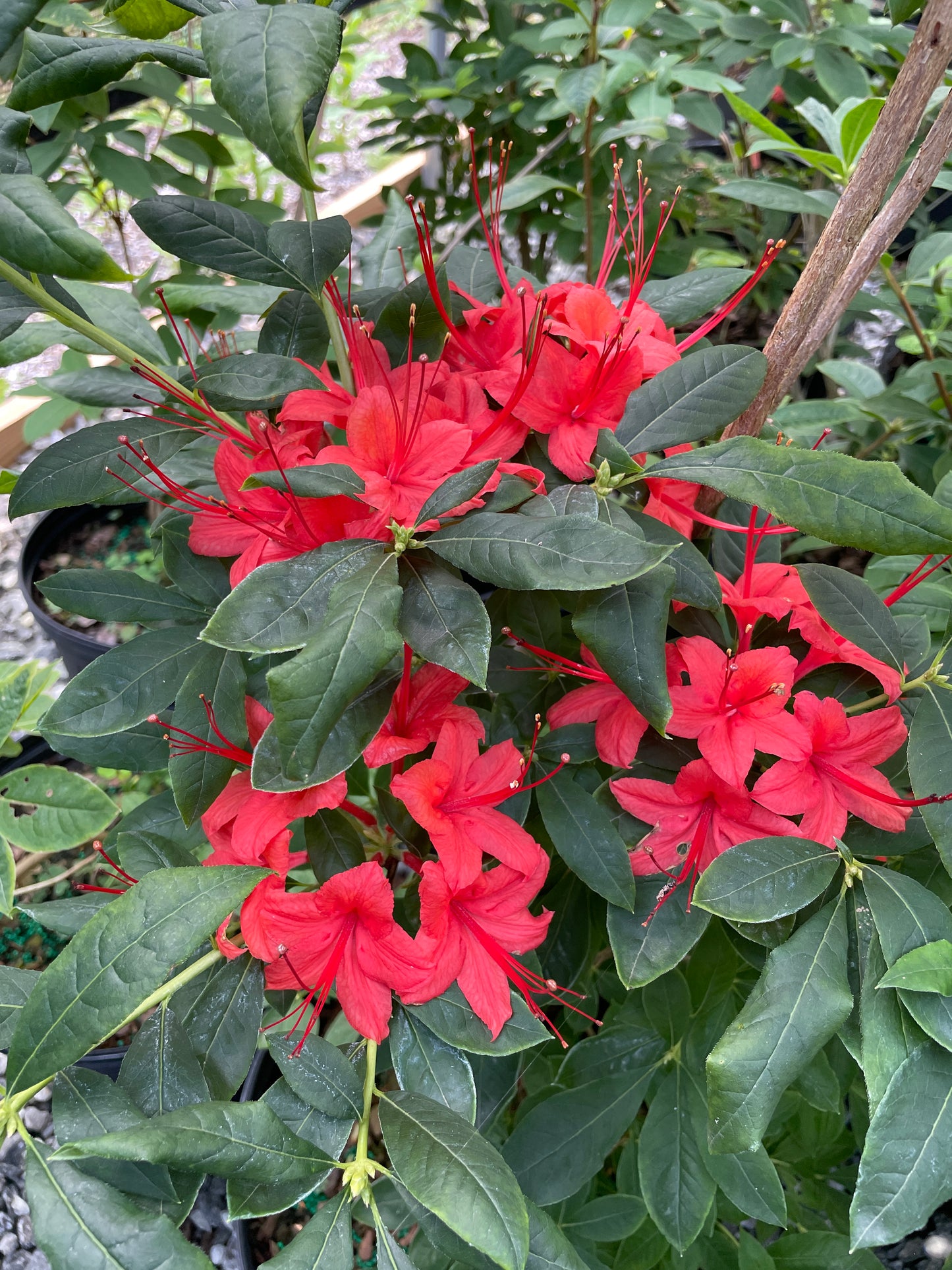 Plumleaf Azalea, Rhododendron prunifolium