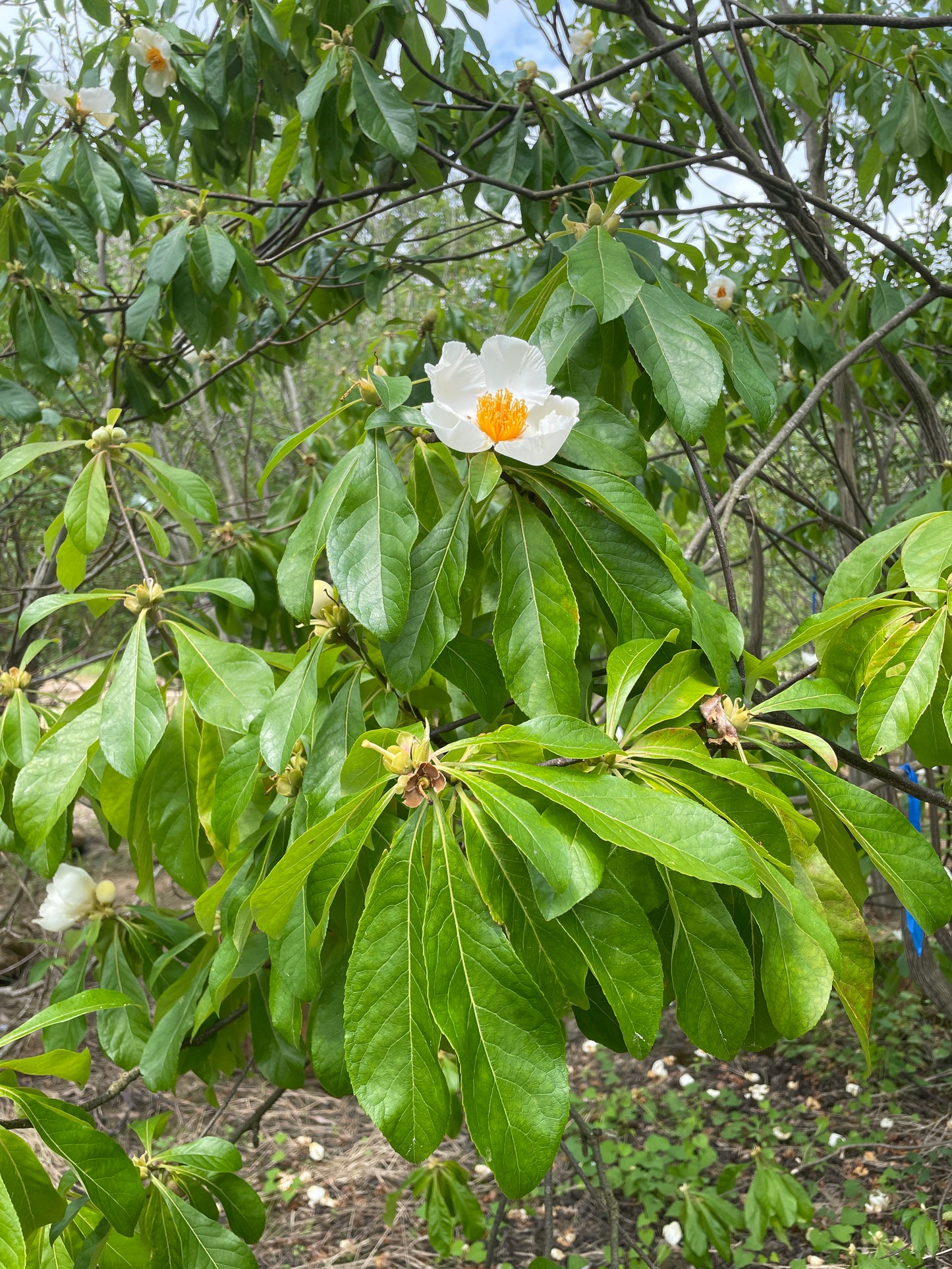 Franklin Tree, Franklinia alatamaha