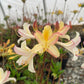 Dwarf (Coastal) Azalea, Rhododendron atlanticum