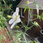 White rosemallow, Hibiscus coccineus 'Alba'