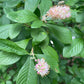 'Ruby Spice' Summersweet, Clethra alnifolia 'Ruby Spice'