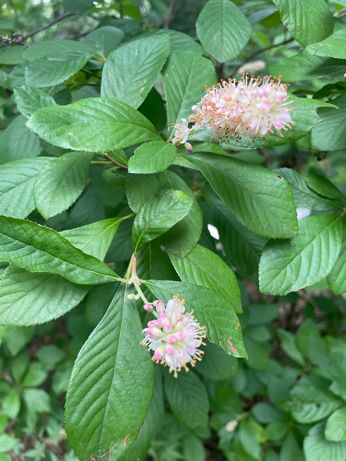 'Ruby Spice' Summersweet, Clethra alnifolia 'Ruby Spice'