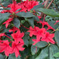 Plumleaf Azalea, Rhododendron prunifolium