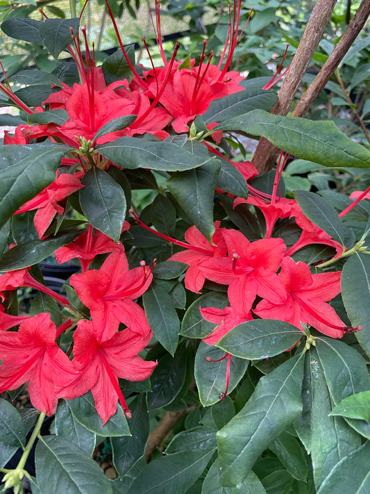 Plumleaf Azalea, Rhododendron prunifolium