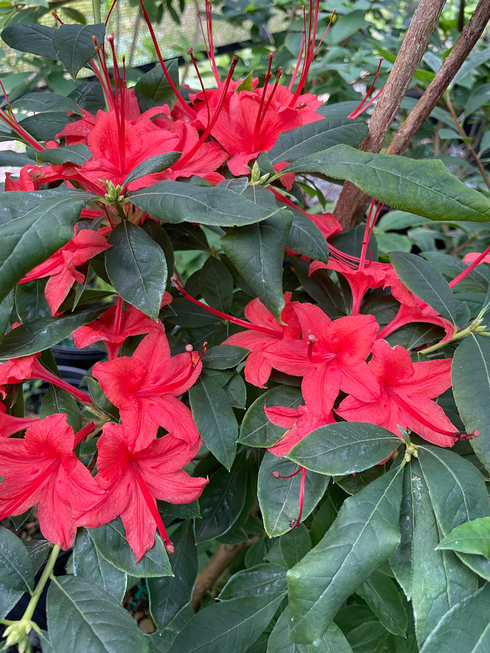 Plumleaf Azalea, Rhododendron prunifolium – Flower Moon Nursery