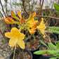 Dwarf (Coastal) Azalea, Rhododendron atlanticum