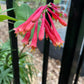 Coral Honeysuckle vine, Lonicera sempervirens