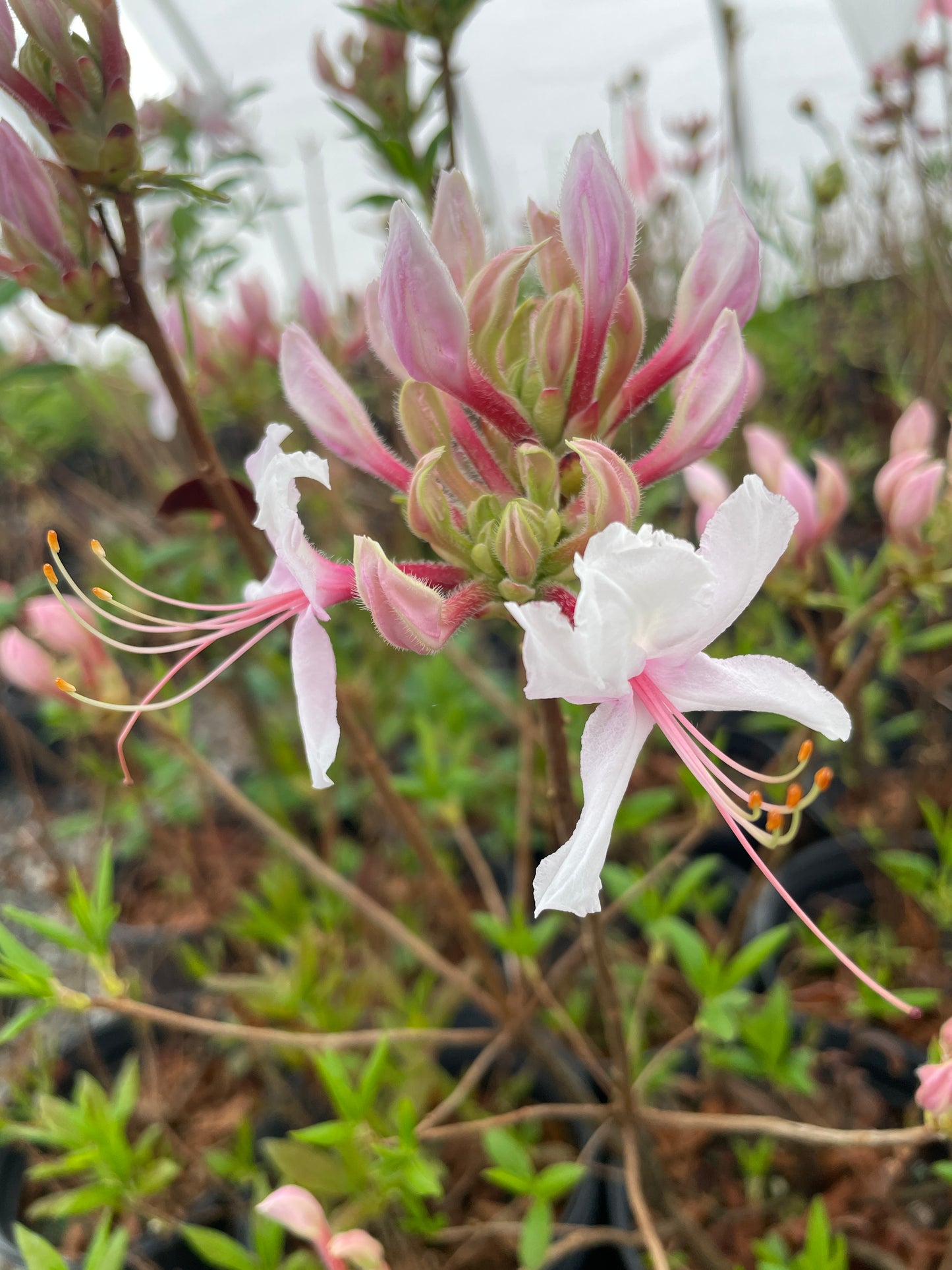 Pinxterbloom Azalea, Rhododendron periclymenoides (nudiflorum)