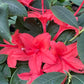 Plumleaf Azalea, Rhododendron prunifolium