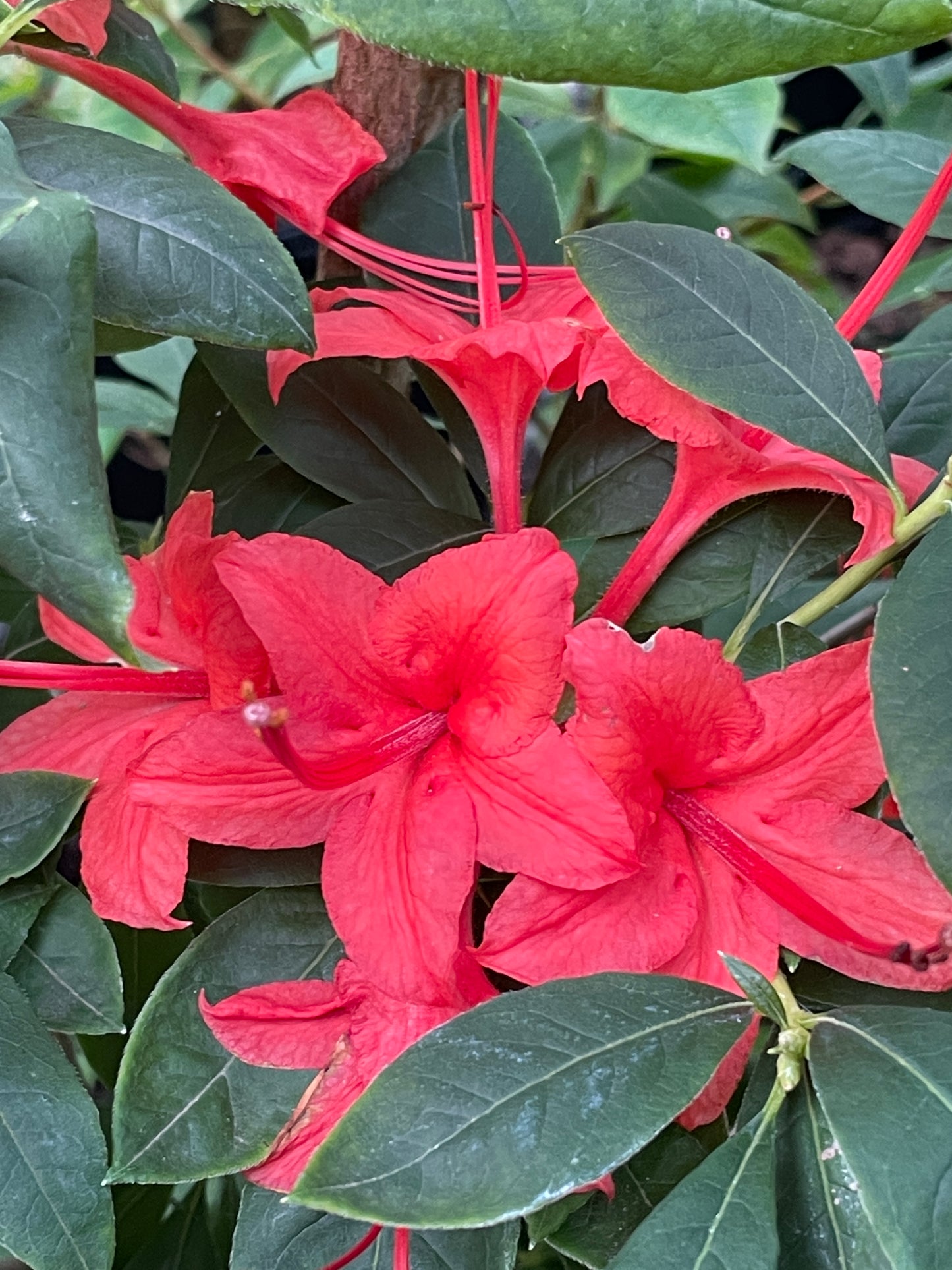 Plumleaf Azalea, Rhododendron prunifolium