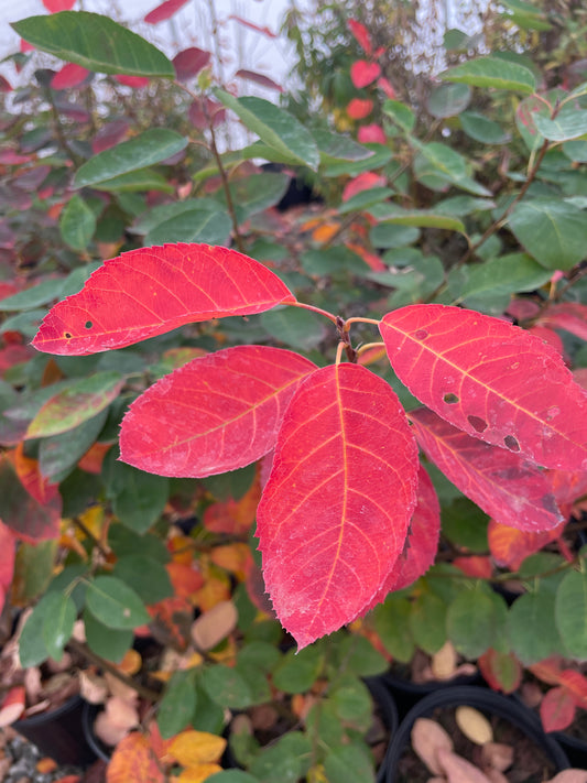 'Autumn Brilliance' Serviceberry, Amelanchier x grandiflora 'Autumn Brilliance'