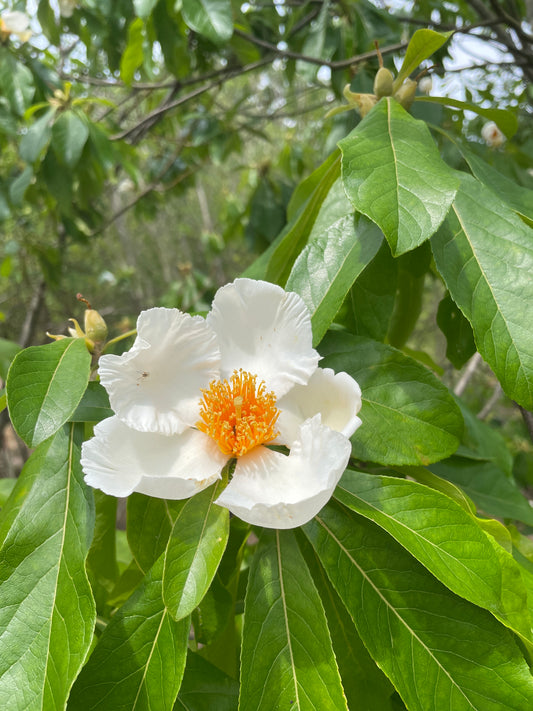 Franklin Tree, Franklinia alatamaha