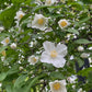 Appalachian Mock Orange, Philadelphus inodorus