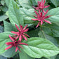 Carolina Allspice, Calycanthus floridus