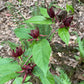 Carolina Allspice, Calycanthus floridus