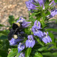 Great Blue Lobelia, Lobelia siphilitica