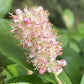 'Ruby Spice' Summersweet, Clethra alnifolia 'Ruby Spice'