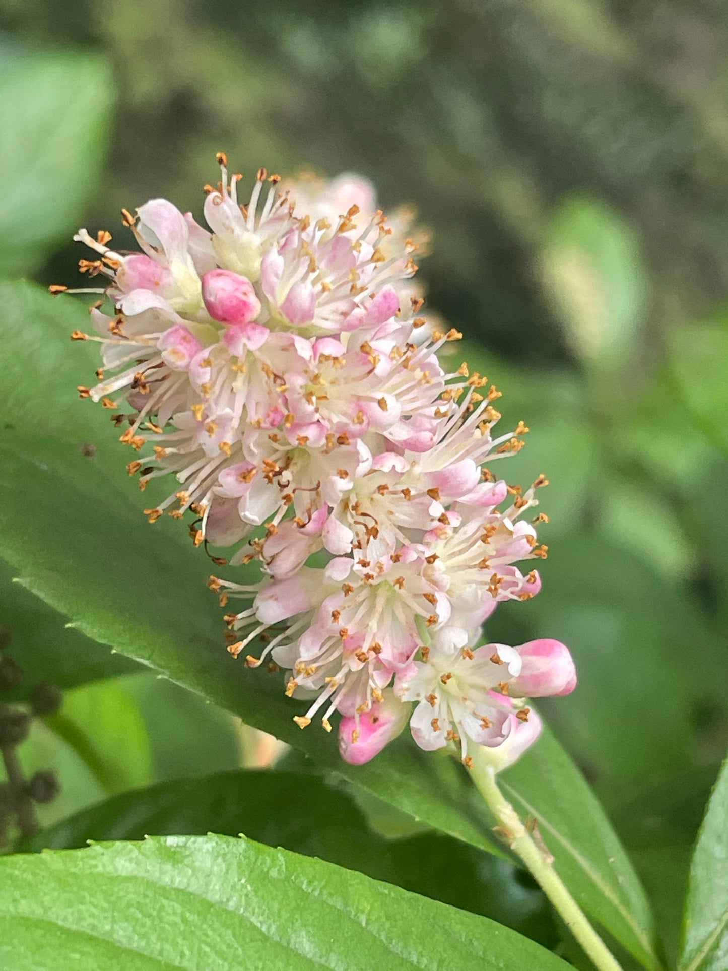 'Ruby Spice' Summersweet, Clethra alnifolia 'Ruby Spice'