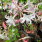 'Marydel' Dwarf Azalea, Rhododendron atlanticum 'Marydel'