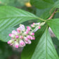 'Ruby Spice' Summersweet, Clethra alnifolia 'Ruby Spice'