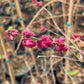 Coralberry, Symphoricarpos orbiculatus