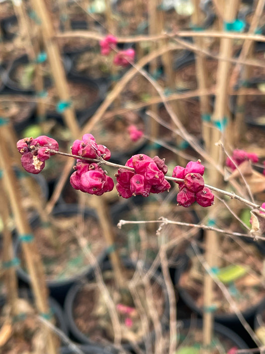 Coralberry, Symphoricarpos orbiculatus