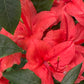 Plumleaf Azalea, Rhododendron prunifolium