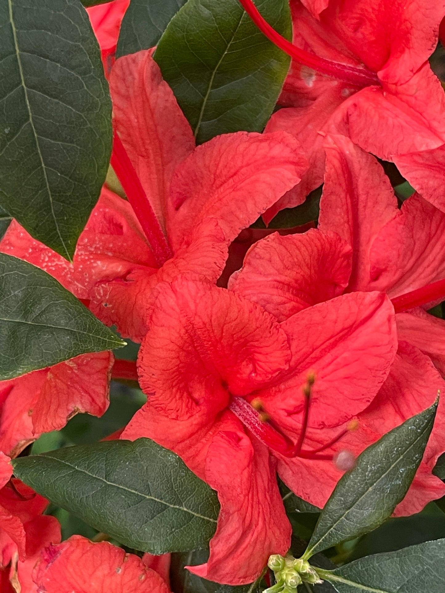 Plumleaf Azalea, Rhododendron prunifolium