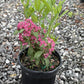Carolina wicky, Kalmia carolina