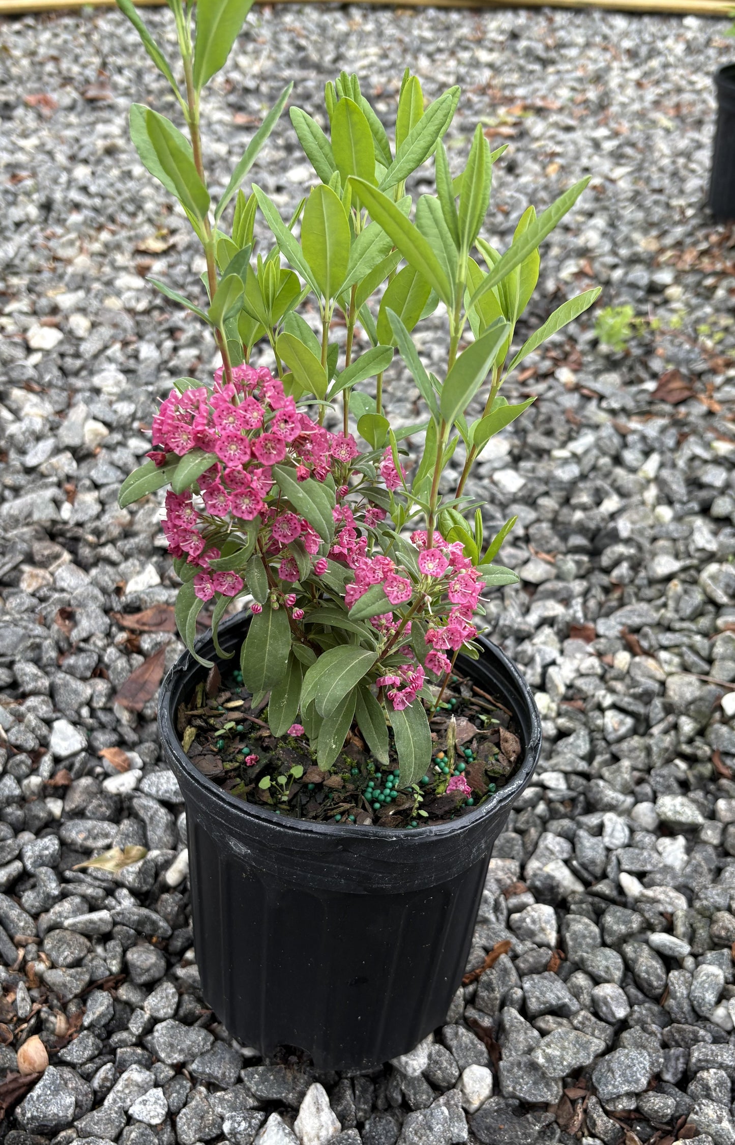 Carolina wicky, Kalmia carolina