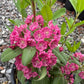 Carolina wicky, Kalmia carolina
