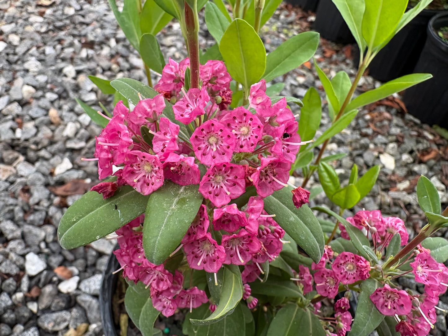 Carolina wicky, Kalmia carolina