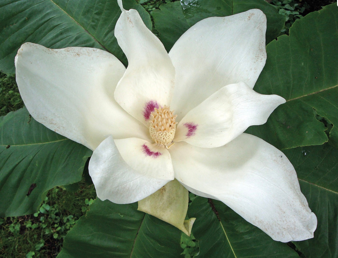 Bigleaf Magnolia, Magnolia macrophylla