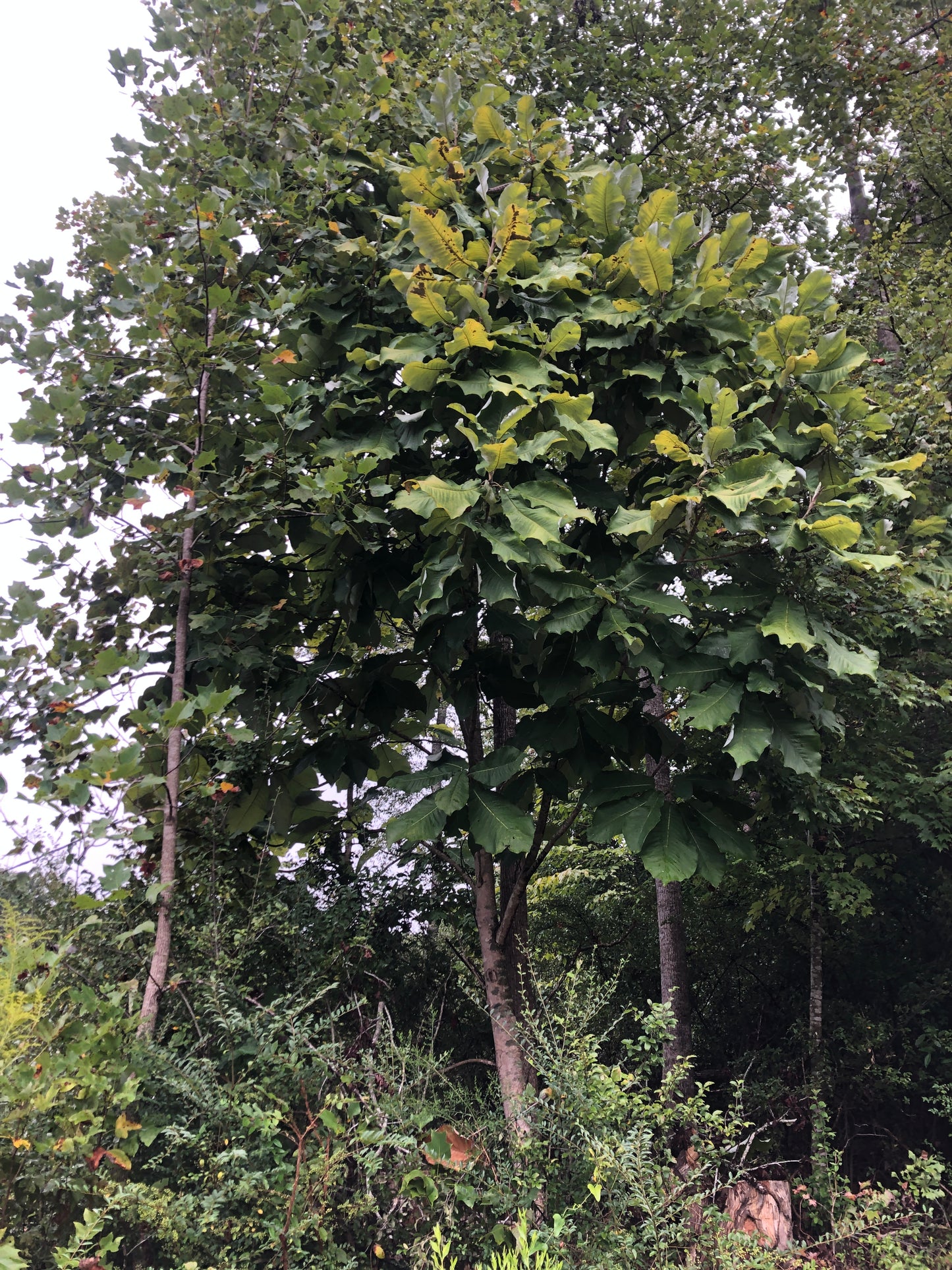 Bigleaf Magnolia, Magnolia macrophylla