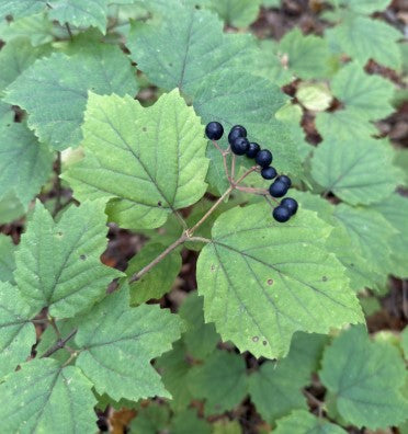 Mapleleaf Viburnum, Viburnum acerifolium