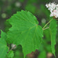 Mapleleaf Viburnum, Viburnum acerifolium