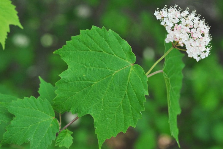 Mapleleaf Viburnum, Viburnum acerifolium