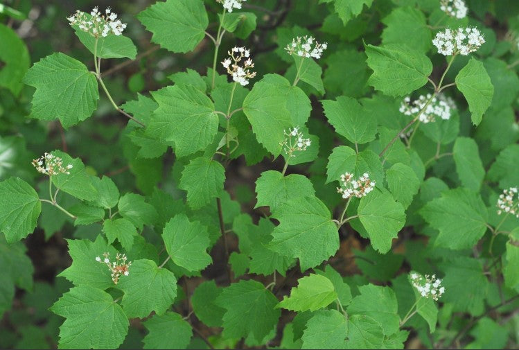 Mapleleaf Viburnum, Viburnum acerifolium