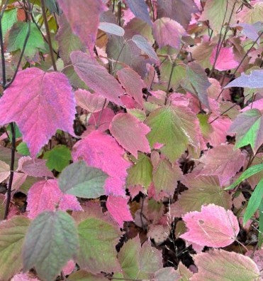 Mapleleaf Viburnum, Viburnum acerifolium