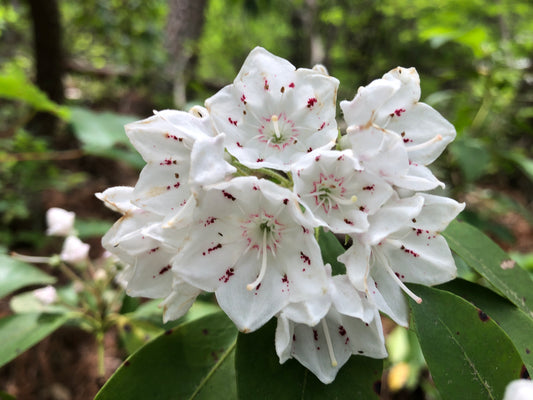 White flowers with red centers on a green leafy background
