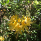 Yellow flowers with green leaves in a natural setting