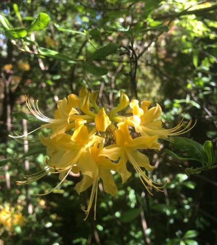 Yellow flowers with green leaves in a natural setting
