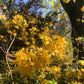 Yellow flowers in a natural setting with trees and blue sky.