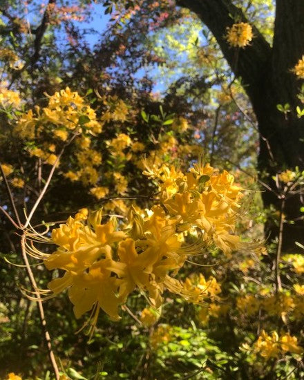 Yellow flowers in a natural setting with trees and blue sky.