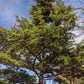 Carolina Hemlock, Tsuga caroliniana