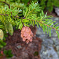 Carolina Hemlock, Tsuga caroliniana