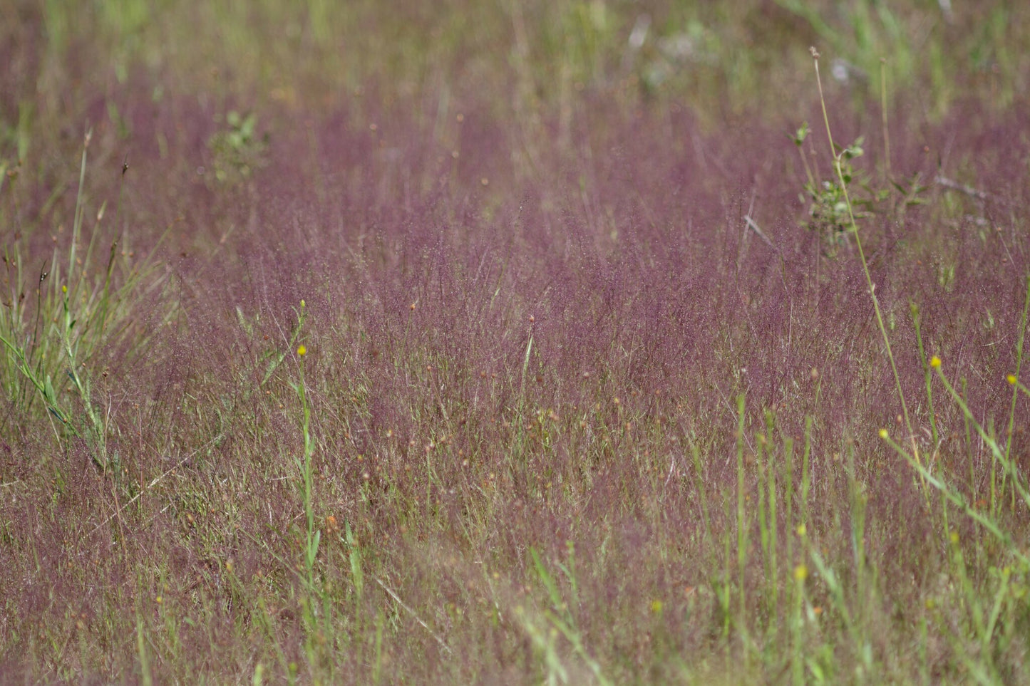 Purple love grass, Eragrostis spectabilis, 32 cell plug flat