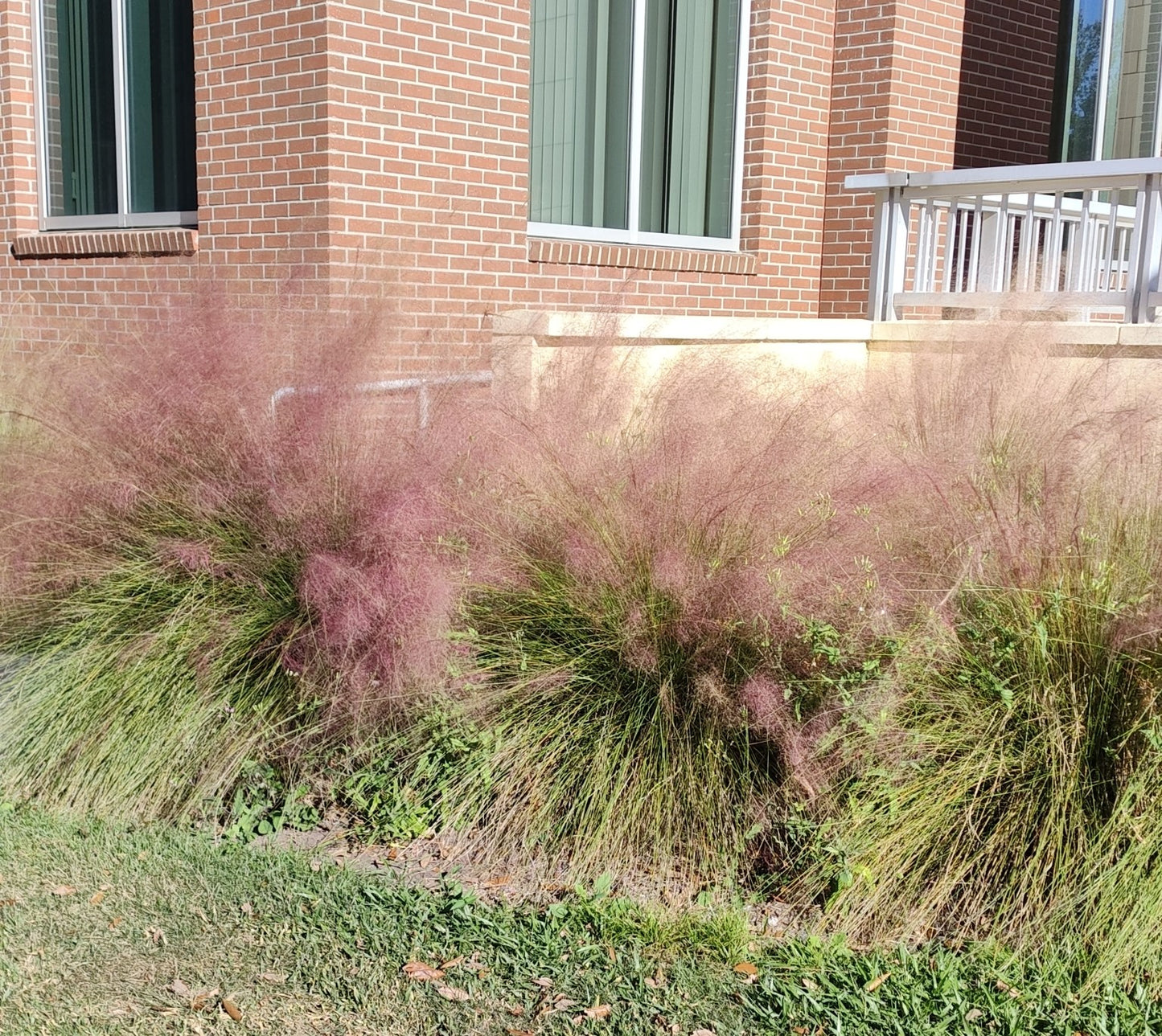 Pink muhly grass, Muhlenbergia capillaris, 32 cell plug flat